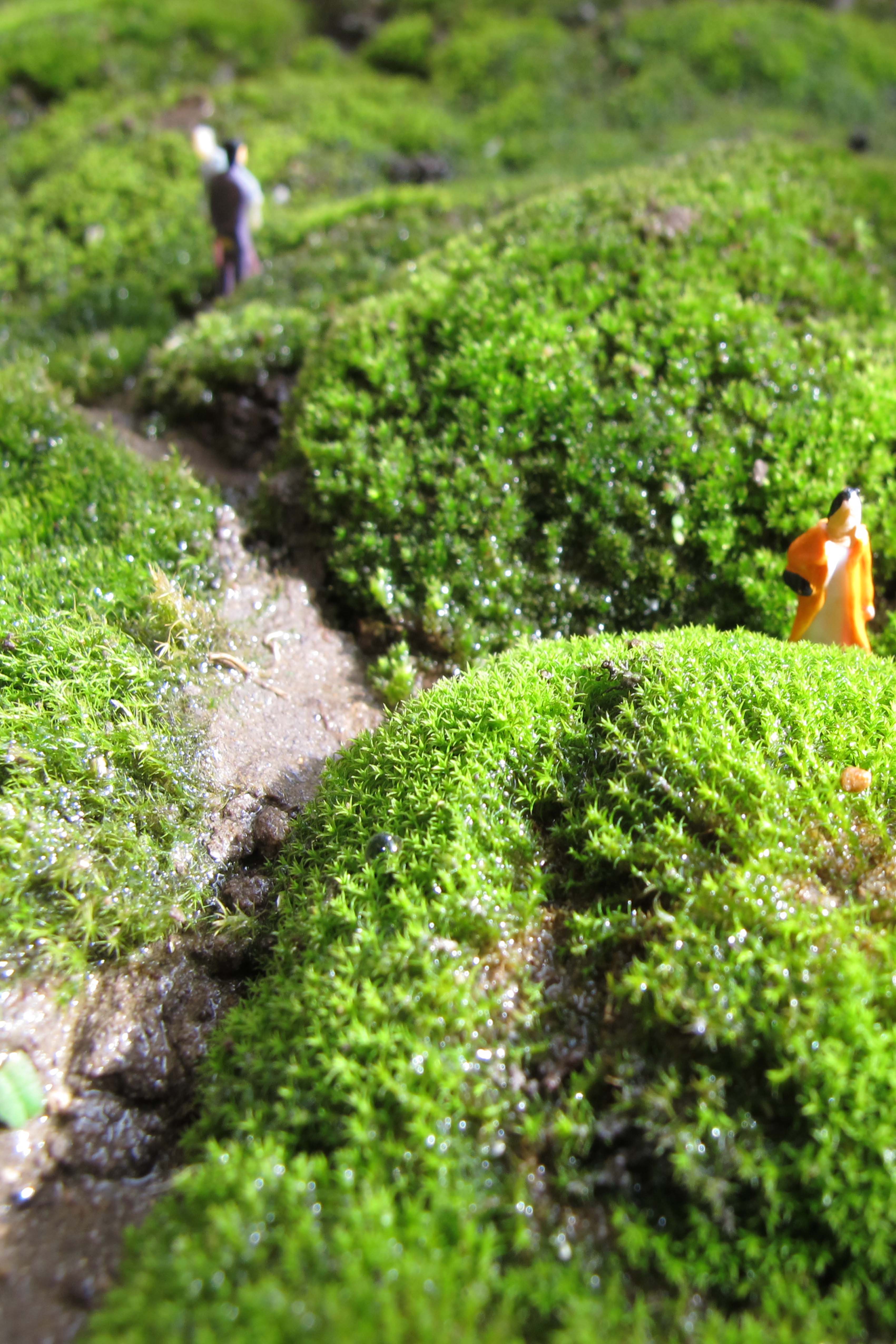 mosscape xx (2) copy