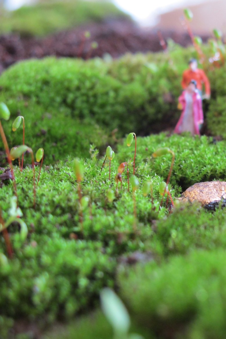 mosscape xx (3) copy