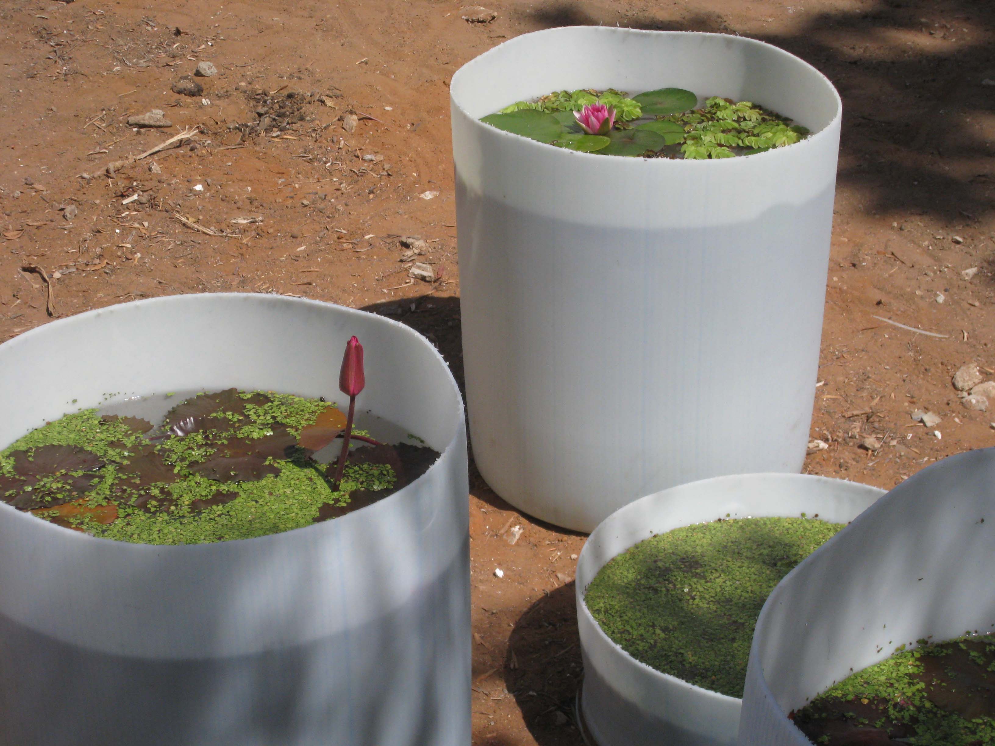 water lilies garden to go 2