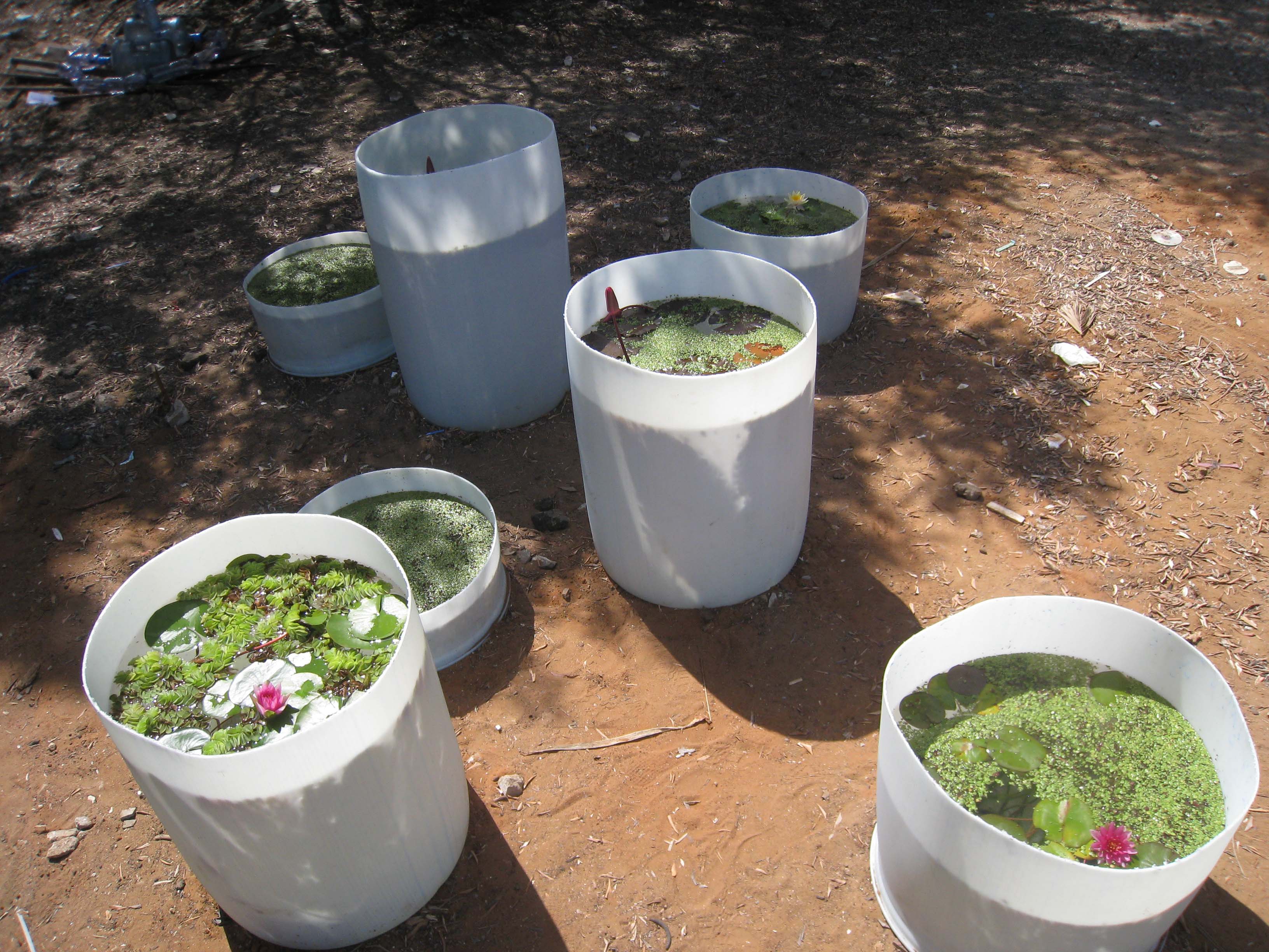 water lilies garden to go 4